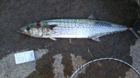 サゴシ狙いが⁉